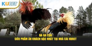 Đá gà cựa