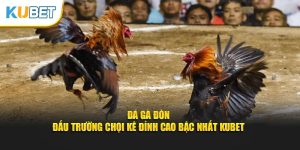 Đá gà đòn tại sân chơi Kubet