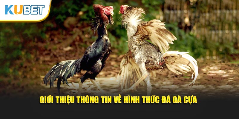 Giới thiệu thông tin về hình thức đá gà cựa 