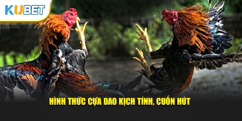 Hình thức cựa dao kịch tính, cuốn hút