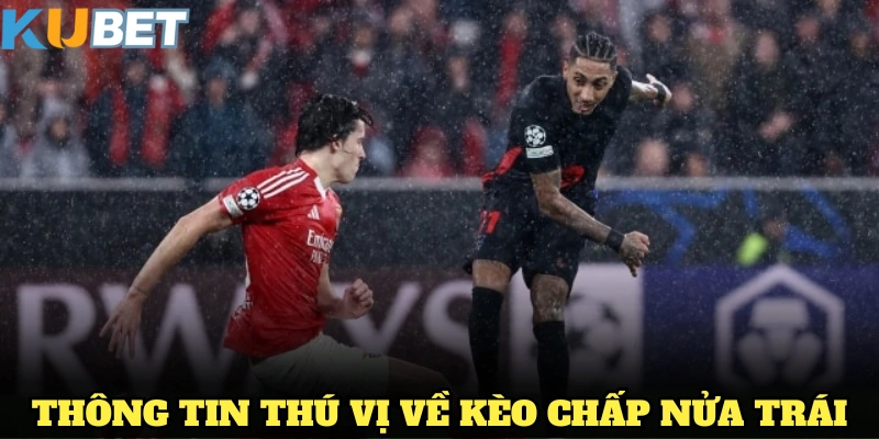 Những thông tin thú vị về phê nửa trái mọi người nên biết